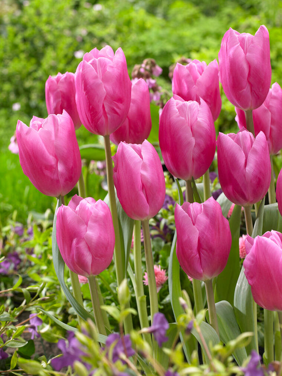 Tulipan Jumbo Pink