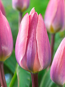 Tulipan Light and Dreamy