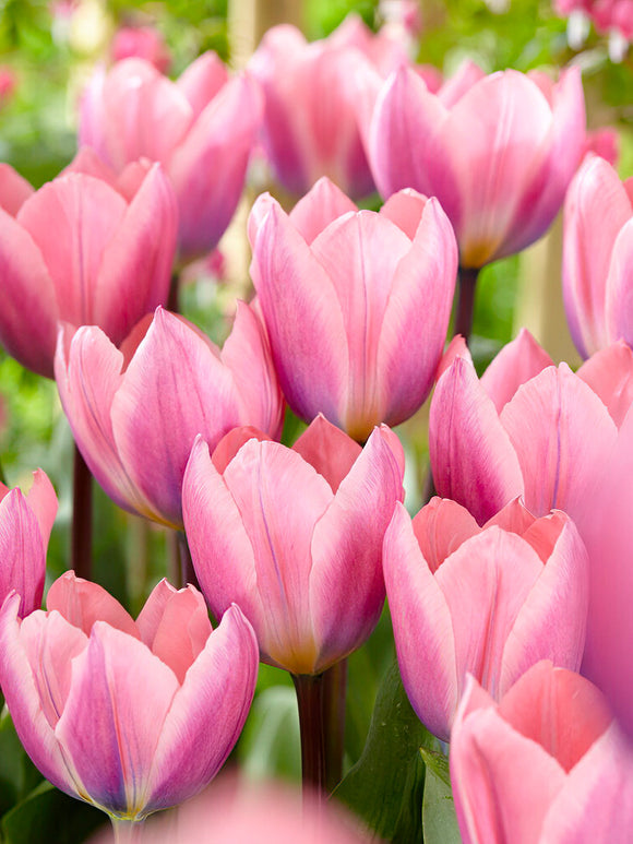 Blumenzwiebeln kaufen, Tulpen Blumenzwiebeln Tulpe Light and Dreamy
