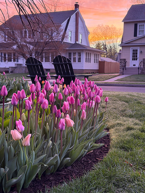 Tulipan Light and Dreamy