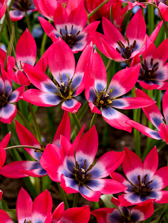 Kwiat tulipana z bliska
