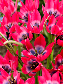Tulipan Little Beauty