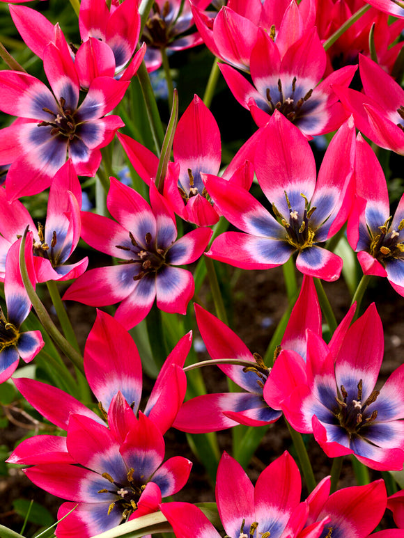 Tulipa humilis na rabacie