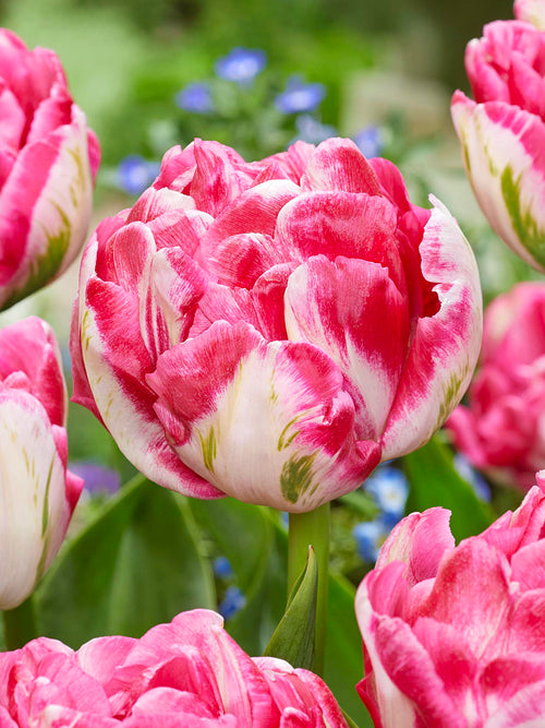 Tulipan Marshmallow