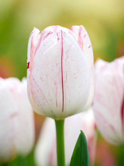 Zbliżenie kwiatu tulipana One Direction z czerwonymi paskami