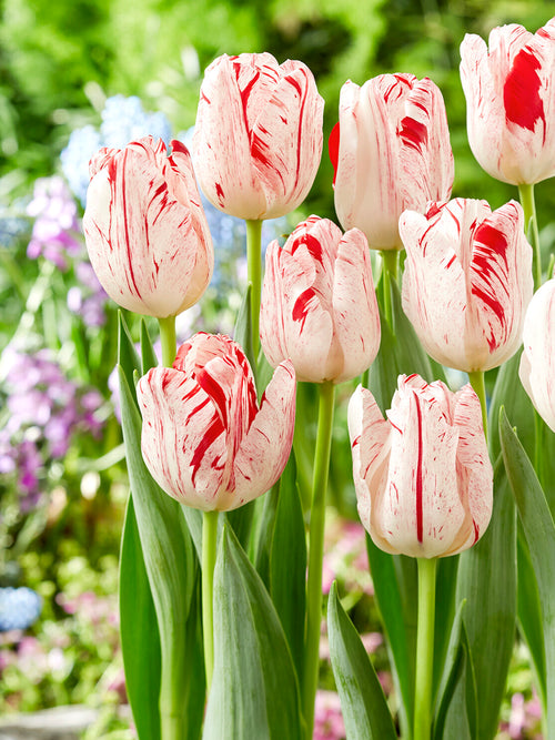 Tulipan One Direction | Triumph Tulipan