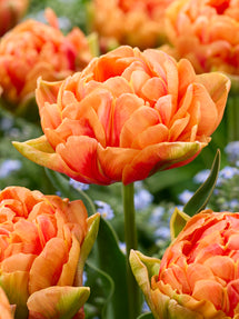 Tulipan Orange Flavour