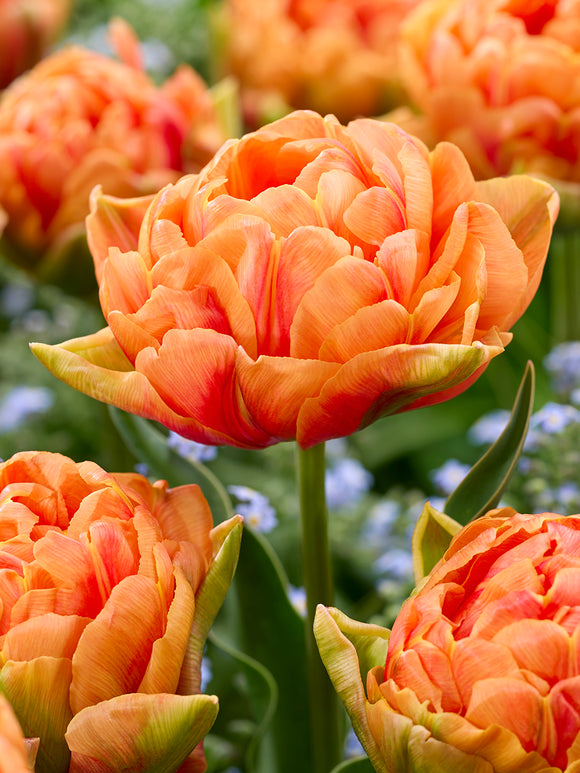 Tulipan Orange Flavour