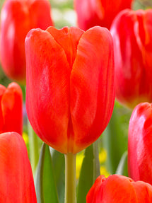 Tulipan Orange Juice