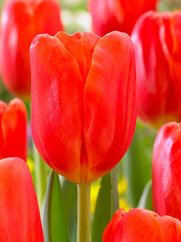 Tulpe Orange Juice aus Holland kaufen