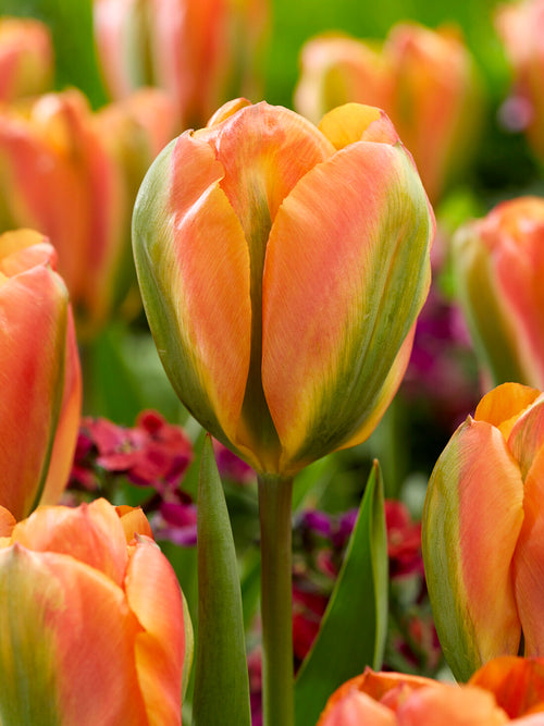 Tulipan Orange Marmelade pomarańczowy zielony