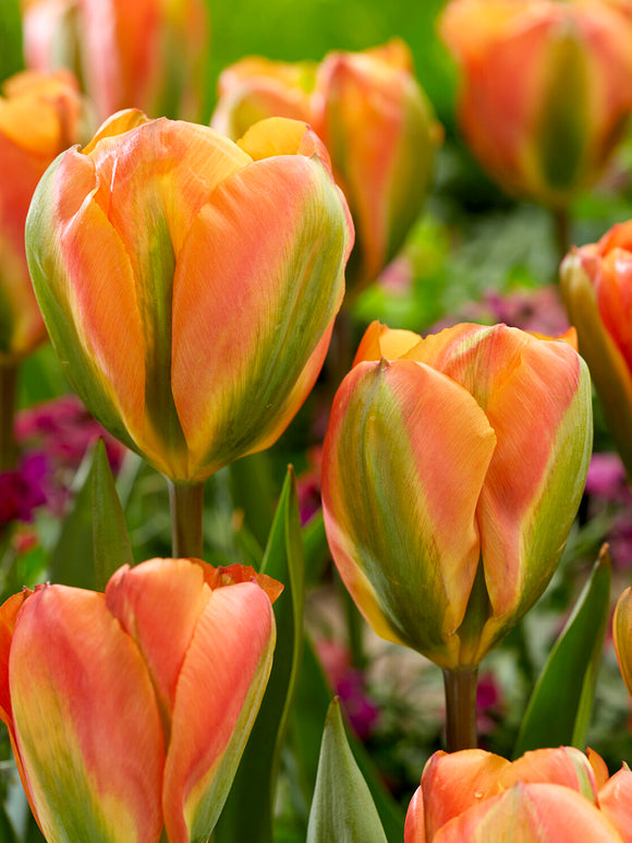 Orange Marmelade tulipan zbliżenie