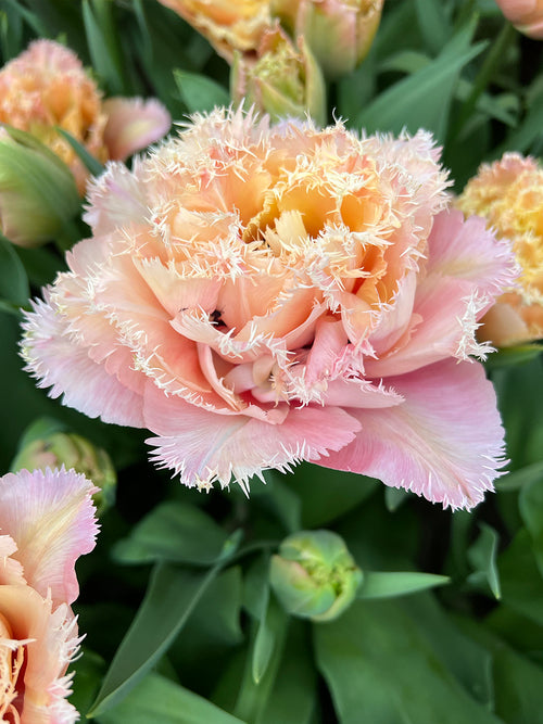Tulipan Pink Magic pełny