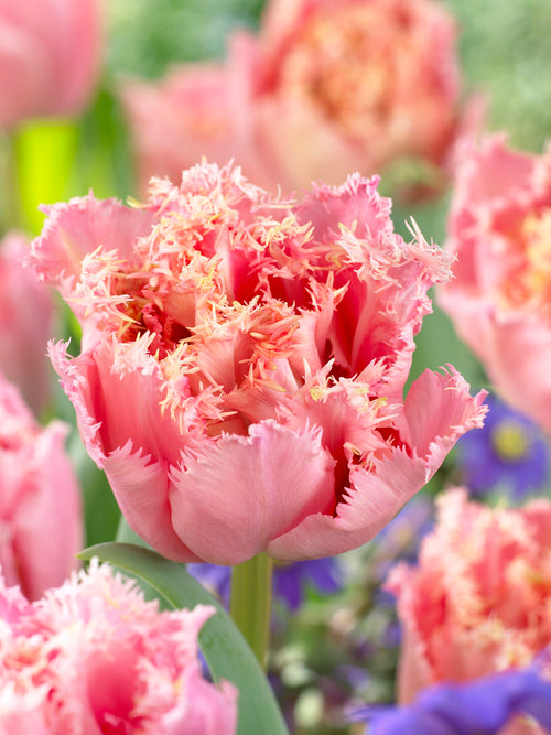 Pink Magic tulipan zbliżenie