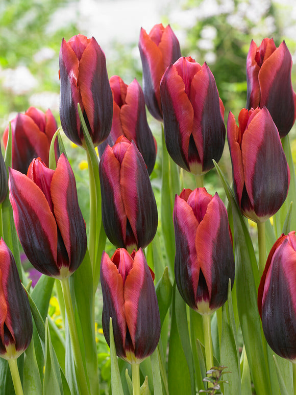 Fioletowy tulipan z pomarańczową krawędzią