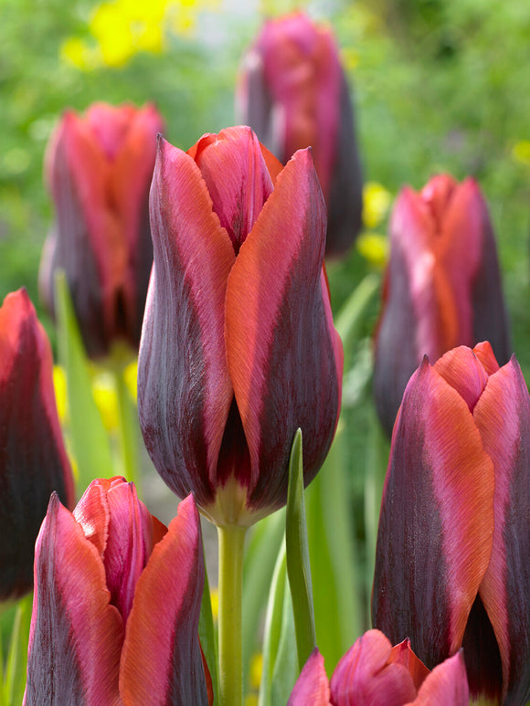 Tulipan Triumph wiosną