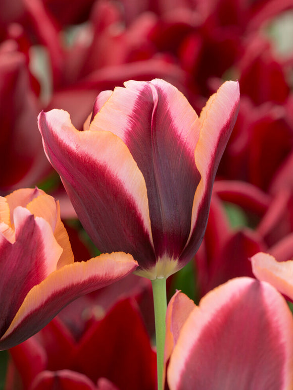 Zbliżenie tulipana ‘Slawa’