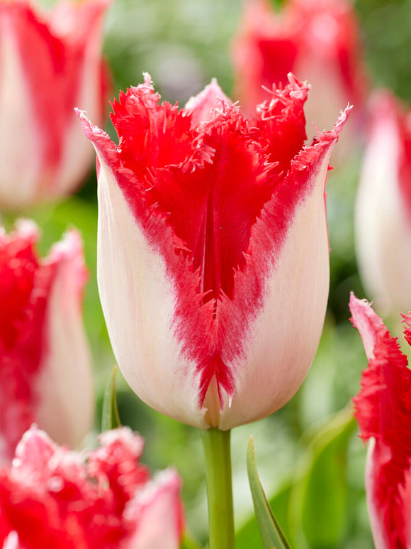 Tulipan Sweet Paradise