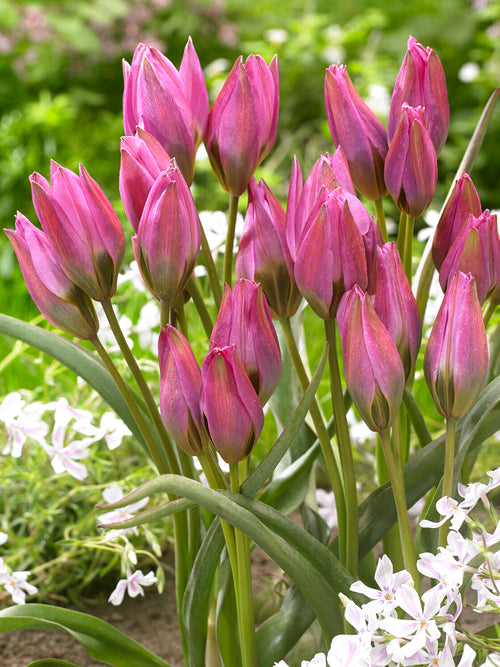 Tulipan Violetta z różowymi, gwiaździstymi kwiatami