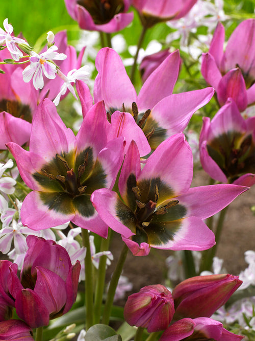 Botaniczny tulipan Violetta w pełnym słońcu