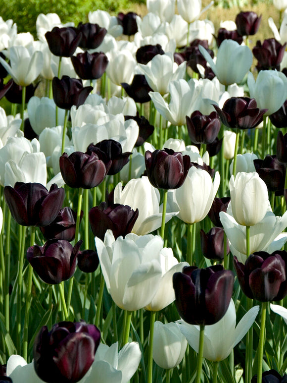 Czarno-białe tulipany - Kolekcja