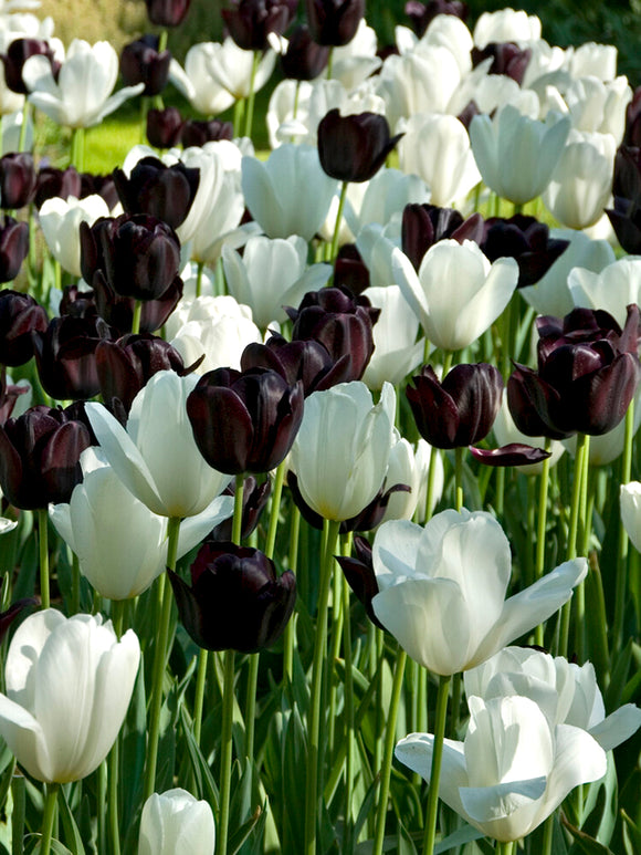 Mieszanka cebulek czarno-białych tulipanów - DutchGrown™ Zebra Collection