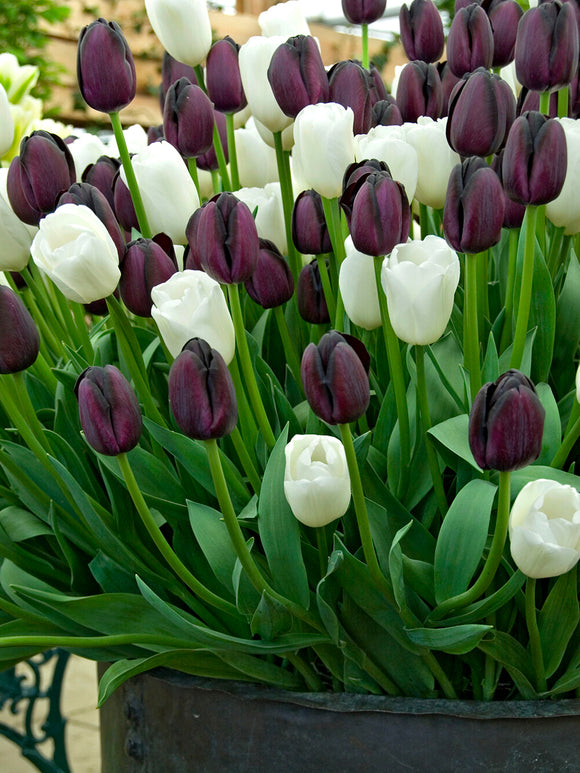 Mieszanka cebulek czarno-białych tulipanów - DutchGrown™ Zebra Collection