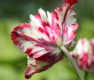 Tulipa