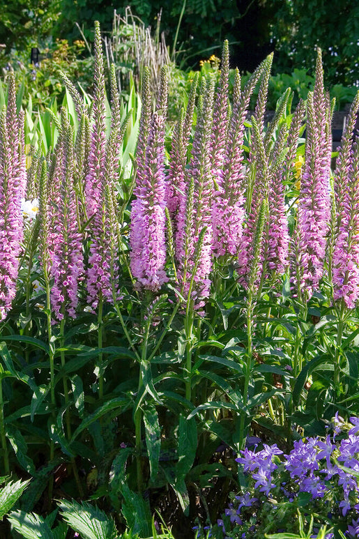 Przetacznik Pink Eveline (Veronica Longifolia)