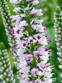 Przetacznik Pink Eveline (Veronica Longifolia)
