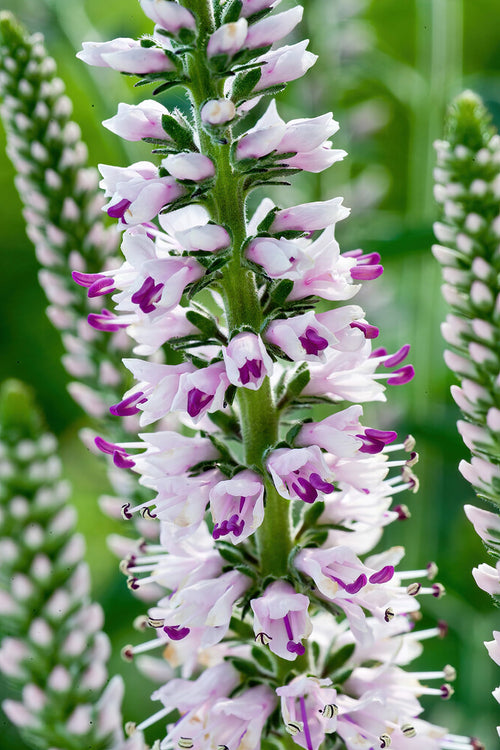 Przetacznik Pink Eveline (Veronica Longifolia)