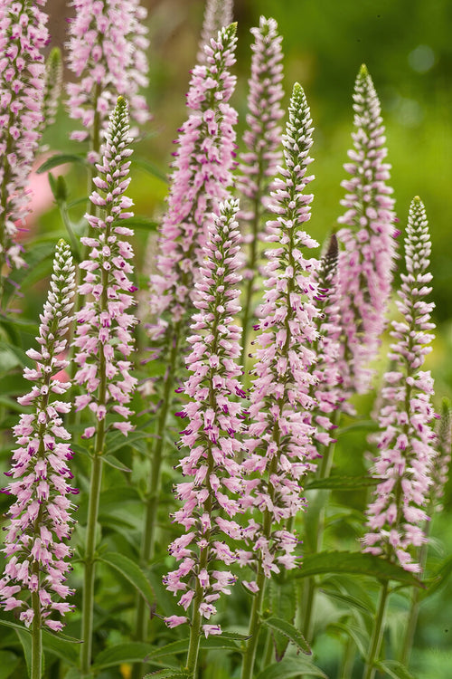 Kup Przetacznik Pink Eveline (Veronica Longifolia)