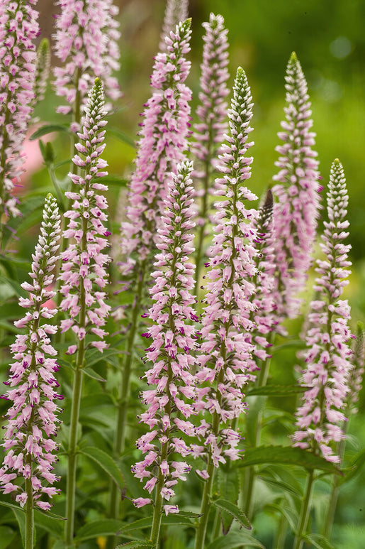 Kup Przetacznik Pink Eveline (Veronica Longifolia)