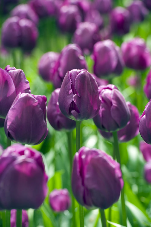 Kup Tulipan Negrita z Holandii - DutchGrown