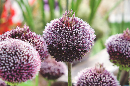 Czosnek 'Forelock' Allium