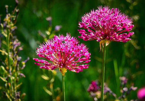 Czerwony Allium