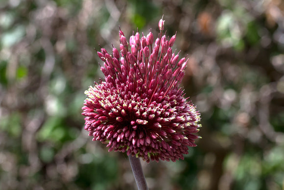 Kup cebulki kwiatowe Allium Red Mohican