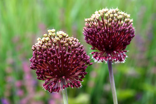 Czosnek ogrodowy 'Red Mohican' Allium amethystinum