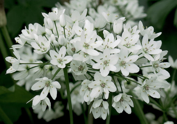 Czosnek ozdobny cowanii (Allium Cowanii)