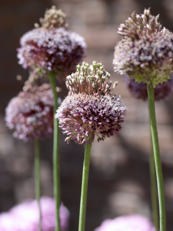 Czosnek Ozdobny (Allium) 'Forelock'
