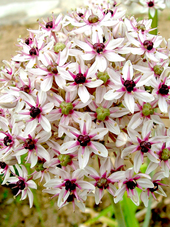 Kup Czosnek ozdobny Red Eye