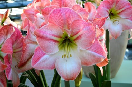 Hippeastrum - Amarylis Apple Blossom