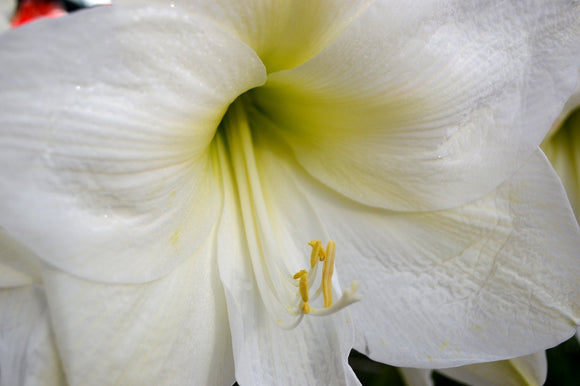 Kup żarówki Amarylis Christmas Gift