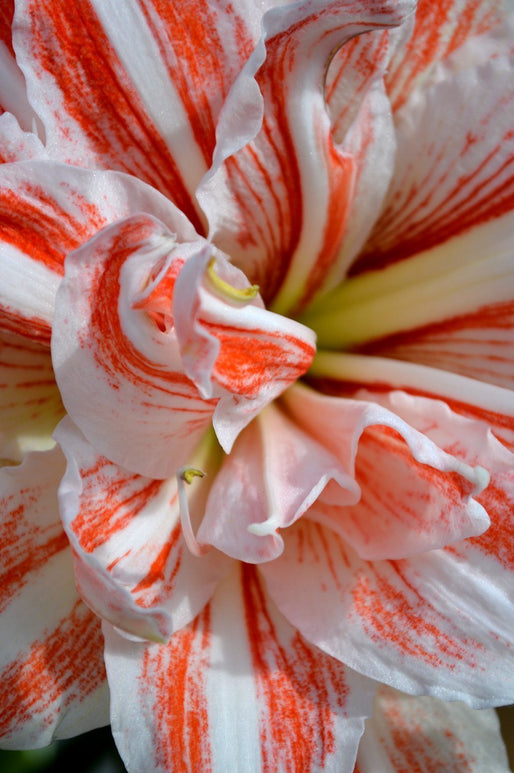 Amaryllis Dancing Queen Cebulki