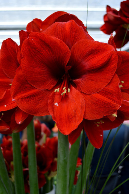 Amaryllis Ferarri