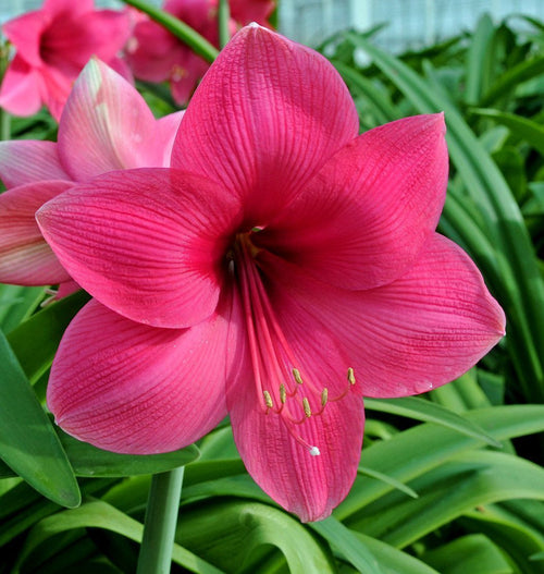 Amarylis różowy - 'Lagoon'