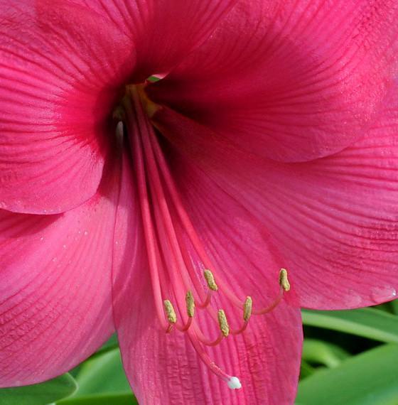 Amarylis różowy - 'Lagoon' | cebulki kwiatowe