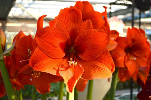 Amaryllis Cebulki Orange Desire