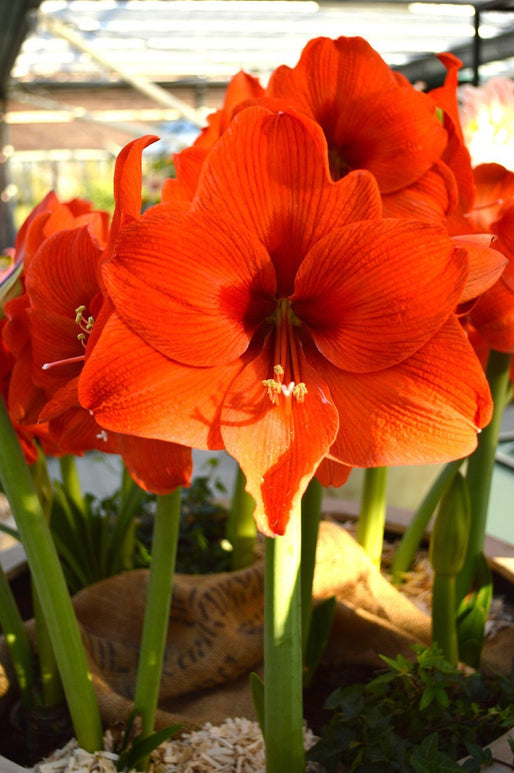 Cebulki Amaryllis Orange Desire