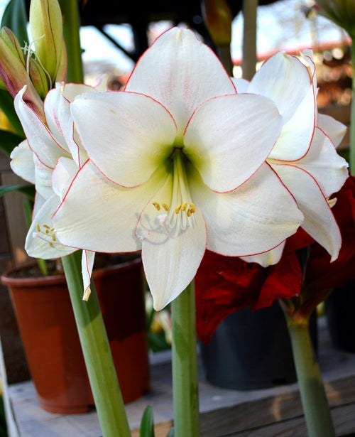 Amaryllis Bulbs